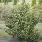 Viburnum, All That Glitters