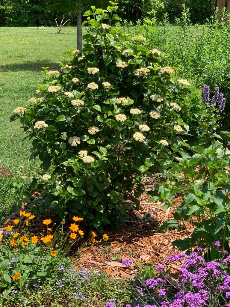 Viburnum, All That Glows Campbell's Nursery