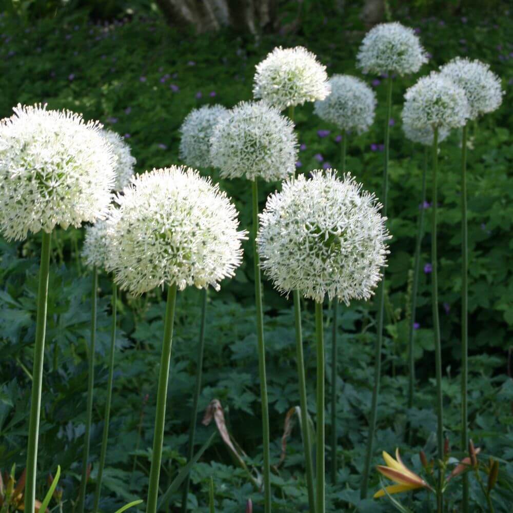 Allium, Mount Everest