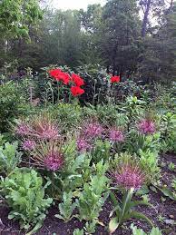 Allium, Schubertii