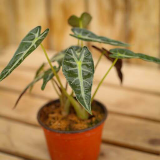 Alocasia, Bambino