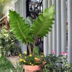 Alocasia, Boa
