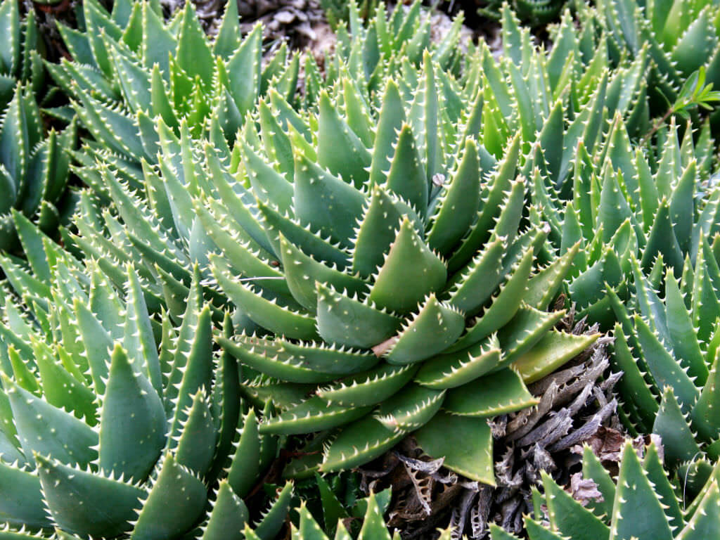 Aloe, Mitre