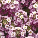 Alyssum, Clear Crystal Lavender Shades
