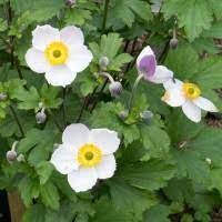 Anemone, Spring Beauty White
