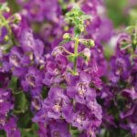 Angelonia, Angelface Blue
