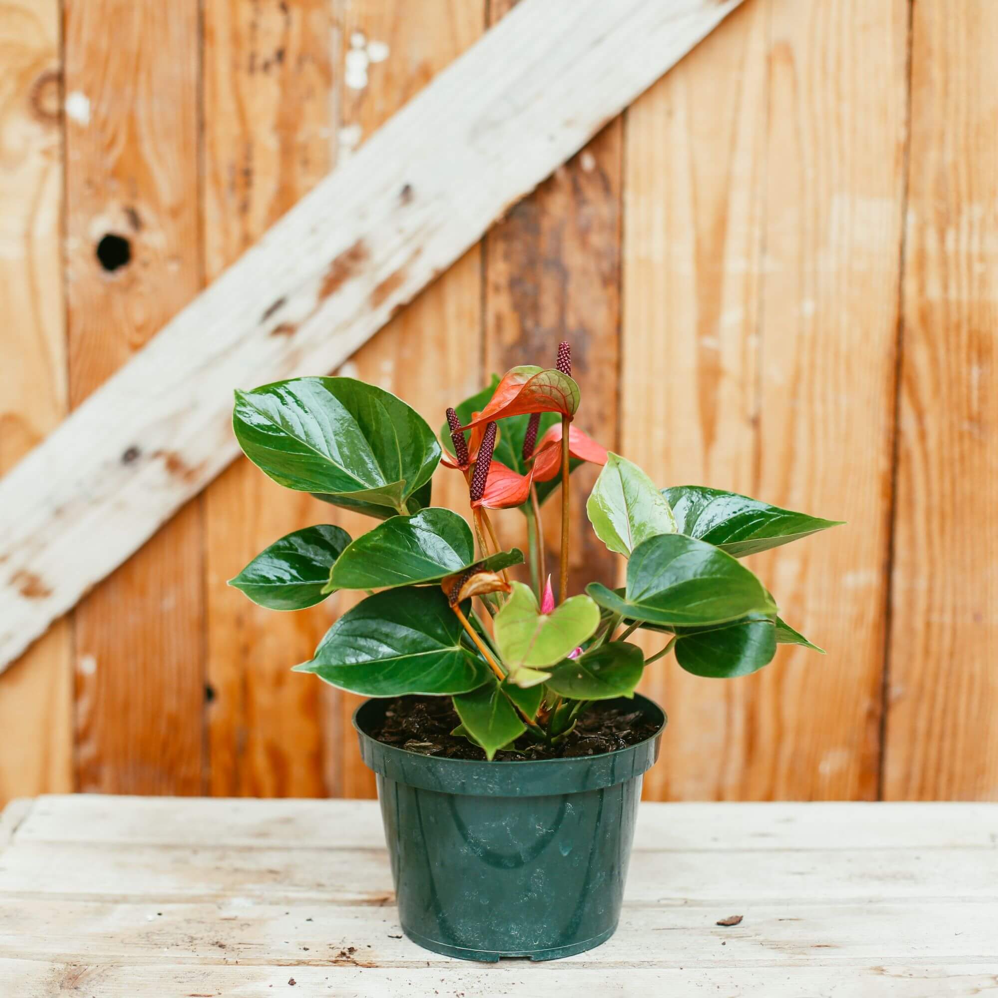 Anthurium, Pink