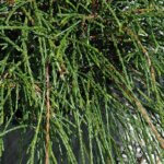 Arborvitae, Whipcord