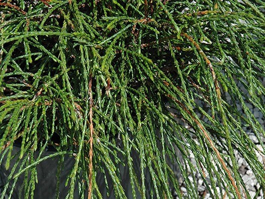 Arborvitae, Whipcord