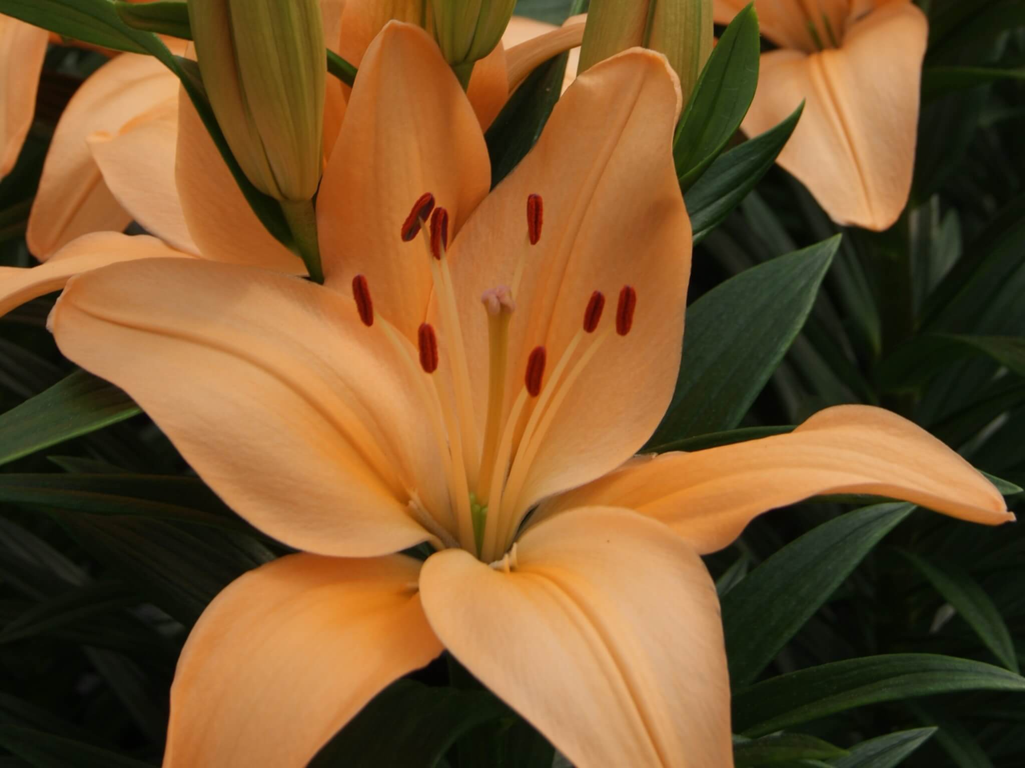 Lily, Asiatic Tiny Moon