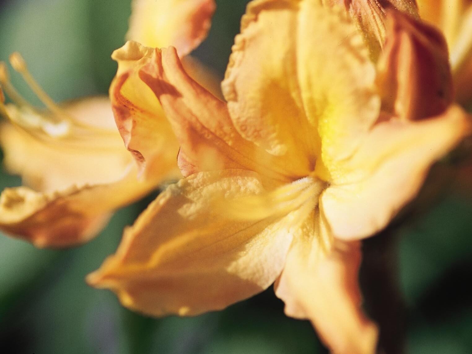 Azalea, Golden Lights