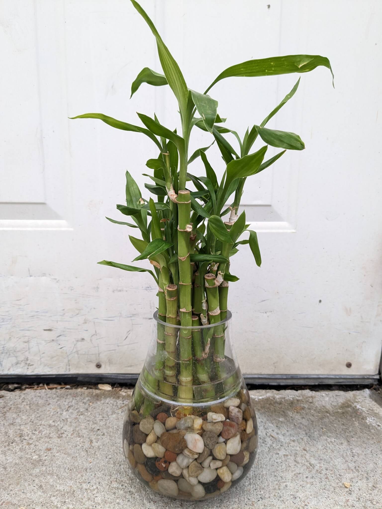 Bamboo, Stalk