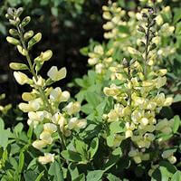 False Indigo, Vanilla Cream - Campbell's Nursery