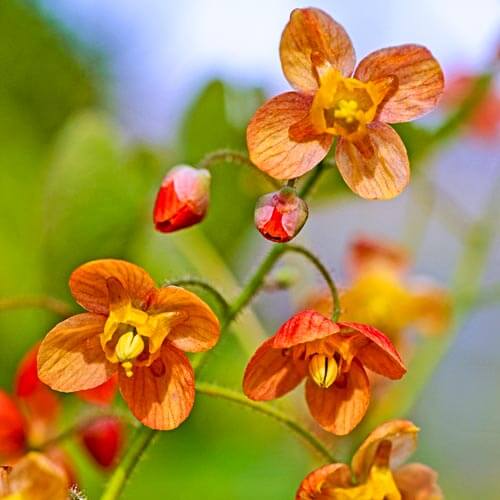 Barrenwort, Orange Queen