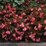 Begonia, Big Rose/Bronze Leaf