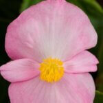 Begonia, Tophat Pink