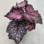 Begonia, Rex Jurassic Dino Polka Dot