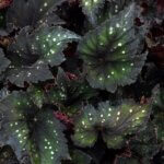 Begonia, Rex Jurrassic Dino Black Sky