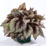 Begonia, Rex Shadow King Rose