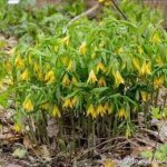 Belwort
