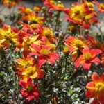 Bidens, BeeDance Painted Red