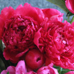 Peony, Big Ben