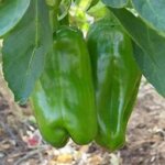 Pepper, Big Bertha