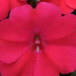 Impatiens, Big Bounce Cherry