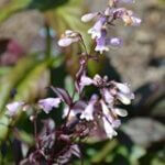 Penstemon, Blackbeard