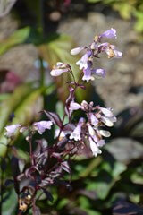 Penstemon, Blackbeard