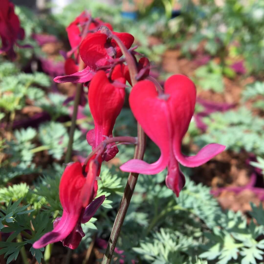 Bleeding Heart, Red Fountain