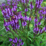 Vervain, Blue