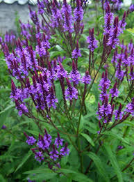 Vervain, Blue