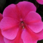 Impatiens, Big Bounce Pink Flame
