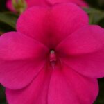 Impatiens, Big Bounce Violet