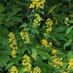Goldenrod, Broadleaved