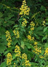 Goldenrod, Broadleaved