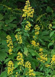 Goldenrod, Broadleaved