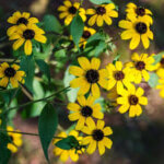 Brown-eyed Susan