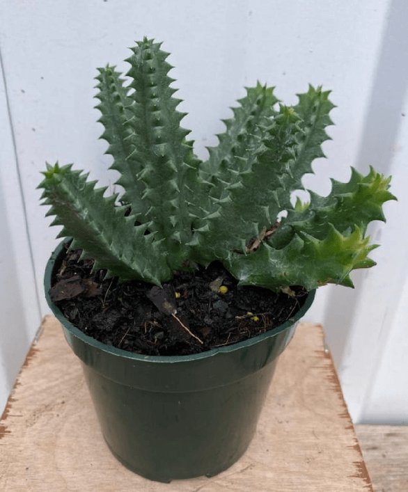 Cactus, Lifesaver