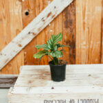 Calathea, Orbifolia