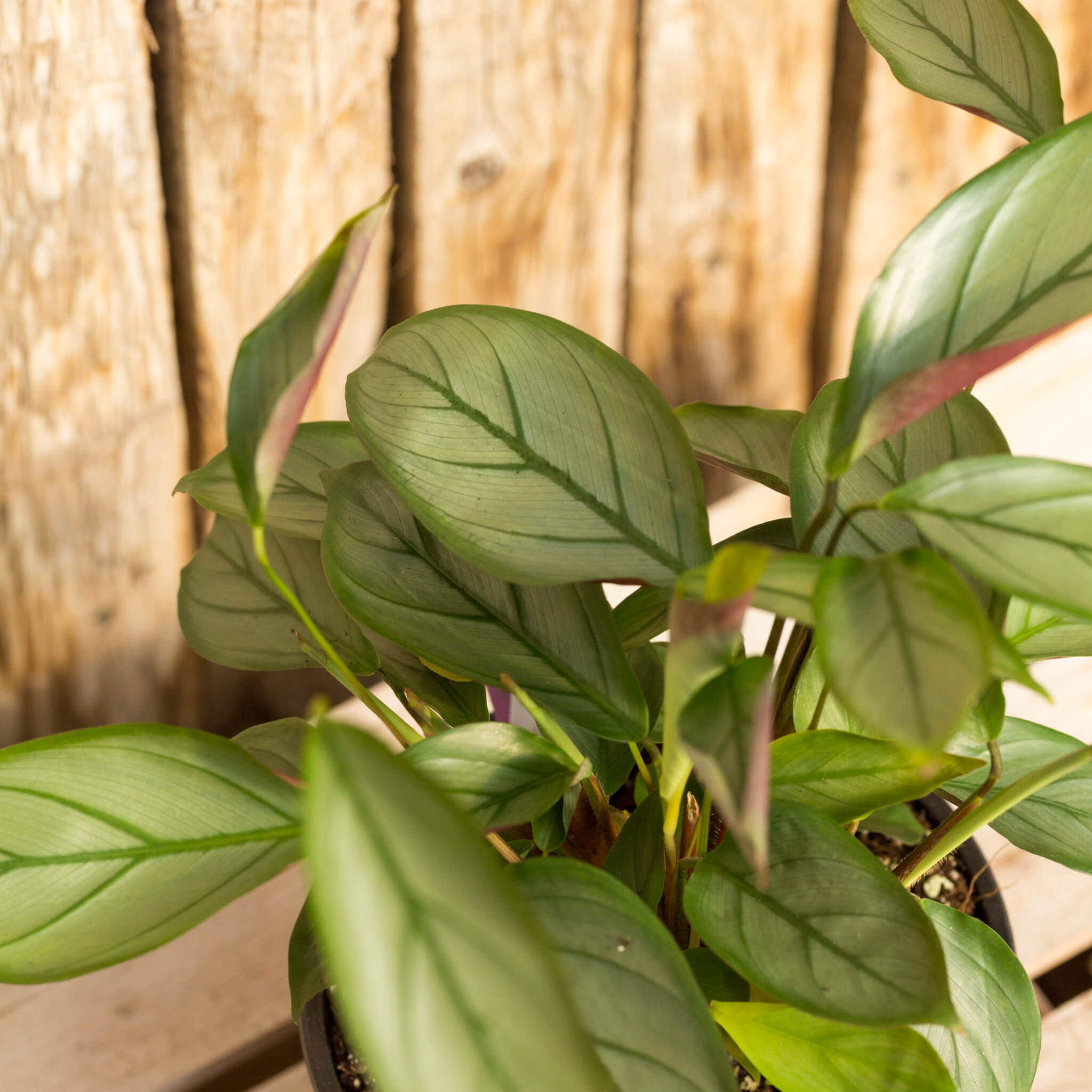 Calathea, Silver Star