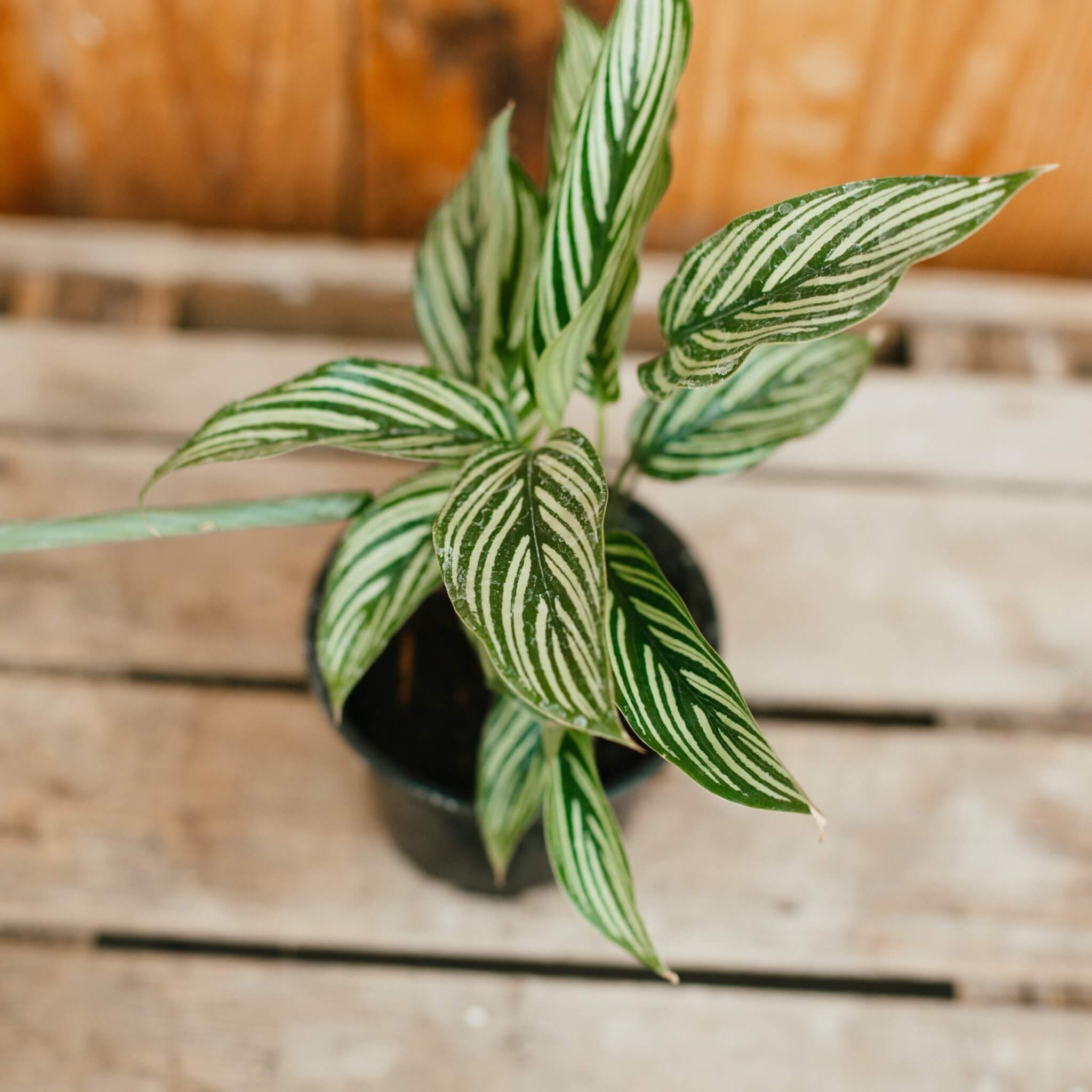 Calathea, Vittata