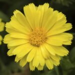 Calendula, Caleo Yellow