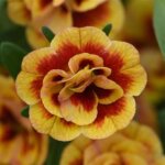 Calibrachoa, Minifamous New Double Orangetastic