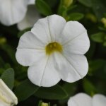 Calibrachoa, Minifamous Uno White