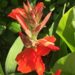 Canna, Island Madeira