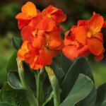Canna, CannaSol Happy Cleo