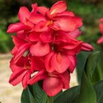 Canna, Cannasol Happy Isabel