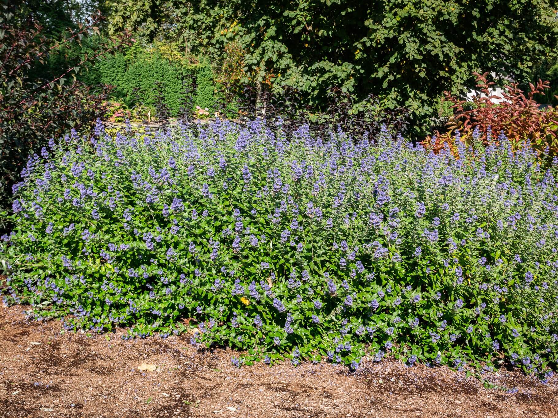 Blue Mist Shrub, Beekeeper